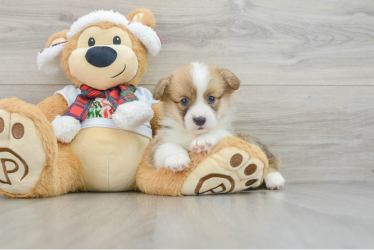 Meet Meyer - our Pembroke Welsh Corgi Puppy Photo 1/3 - Puppy Love PR Playful Pembroke Welsh Corgi Purebred Pup