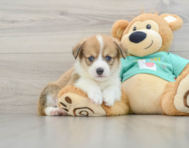 8 week old Pembroke Welsh Corgi Puppy For Sale - Puppy Love PR