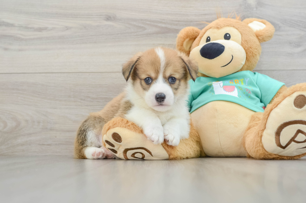 8 week old Pembroke Welsh Corgi Puppy For Sale - Puppy Love PR