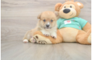 Friendly Pembroke Welsh Corgi Baby