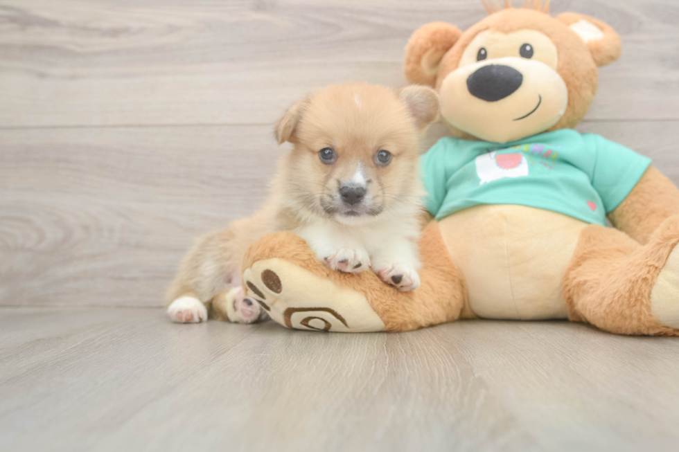 Friendly Pembroke Welsh Corgi Baby