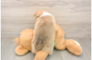 Pembroke Welsh Corgi Pup Being Cute