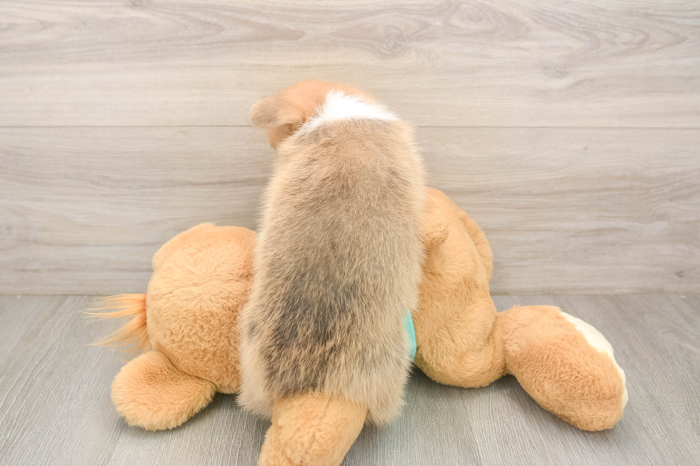 Pembroke Welsh Corgi Pup Being Cute