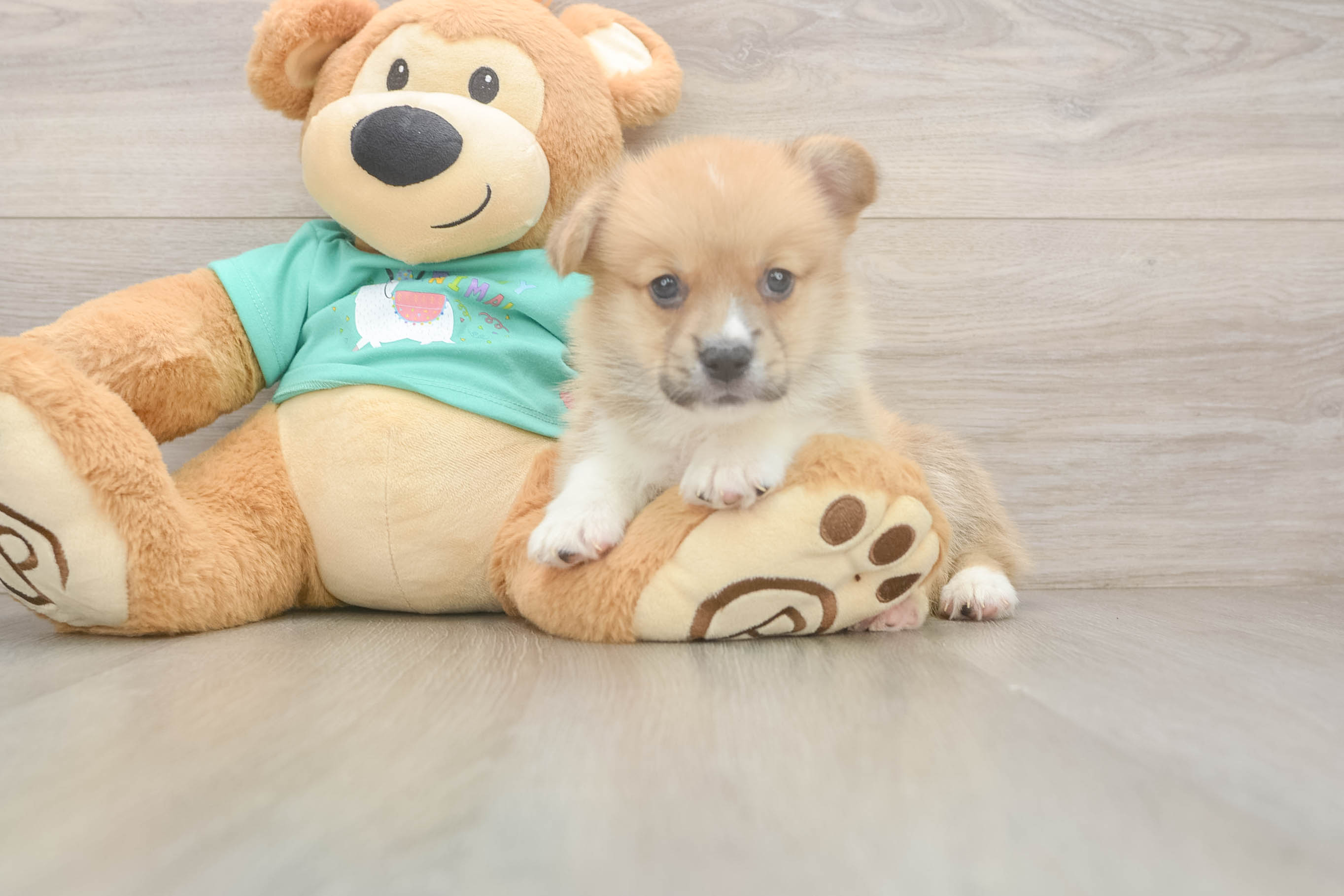 Pembroke Welsh Corgi Puppy for Adoption
