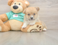 5 week old Pembroke Welsh Corgi Puppy For Sale - Puppy Love PR