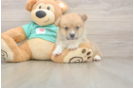 Pembroke Welsh Corgi Puppy for Adoption
