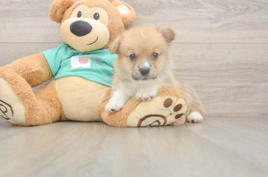 Pembroke Welsh Corgi Puppy for Adoption