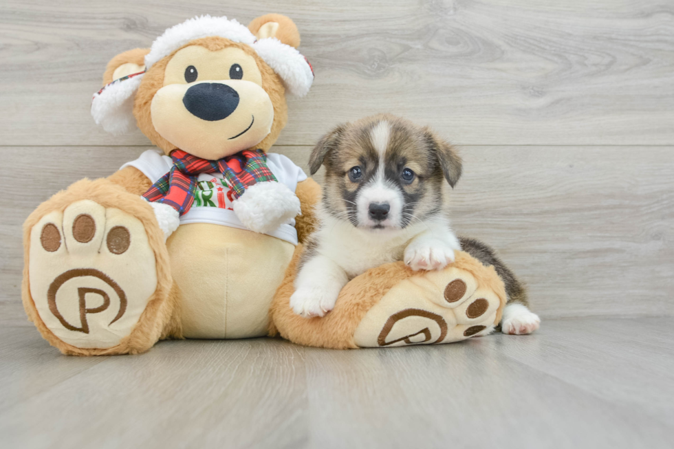 Energetic Corgi Purebred Puppy