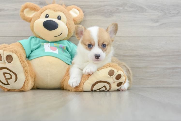 Funny Pembroke Welsh Corgi Baby