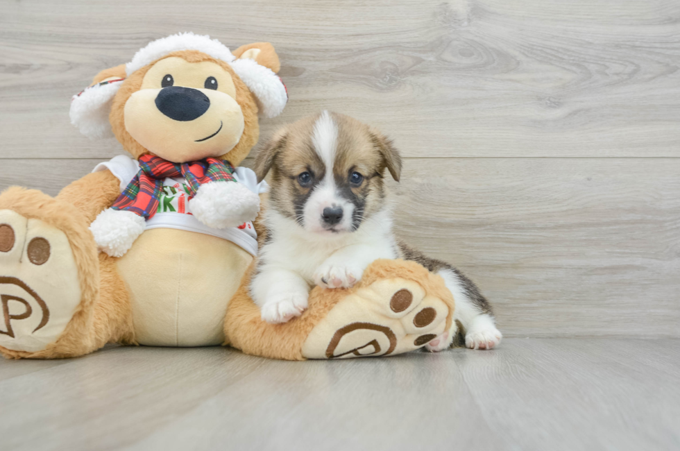 5 week old Pembroke Welsh Corgi Puppy For Sale - Puppy Love PR