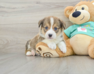 8 week old Pembroke Welsh Corgi Puppy For Sale - Puppy Love PR