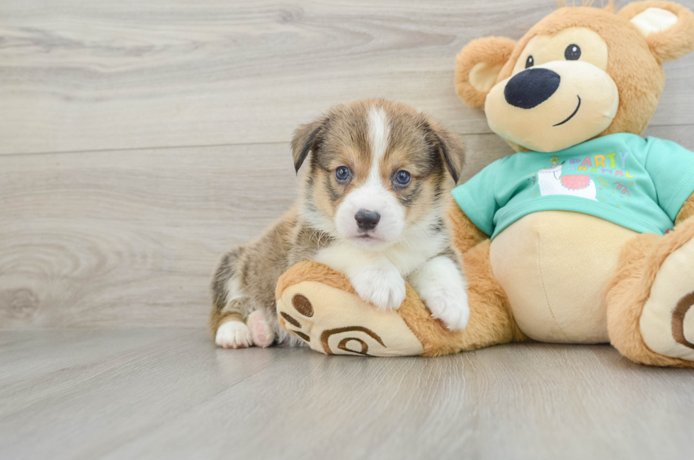 8 week old Pembroke Welsh Corgi Puppy For Sale - Puppy Love PR