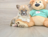 5 week old Pembroke Welsh Corgi Puppy For Sale - Puppy Love PR