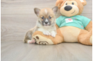 Playful Pembroke Welsh Corgi Baby