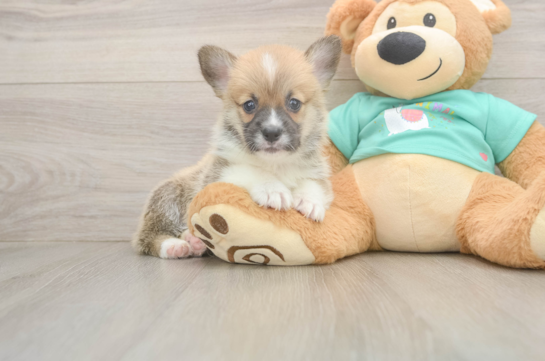 Playful Pembroke Welsh Corgi Baby