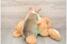Pembroke Welsh Corgi Puppy for Adoption