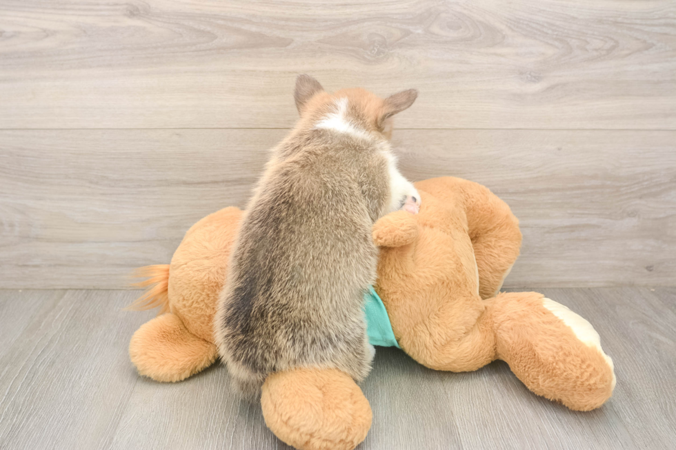 Pembroke Welsh Corgi Puppy for Adoption