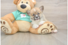 Best Pembroke Welsh Corgi Baby