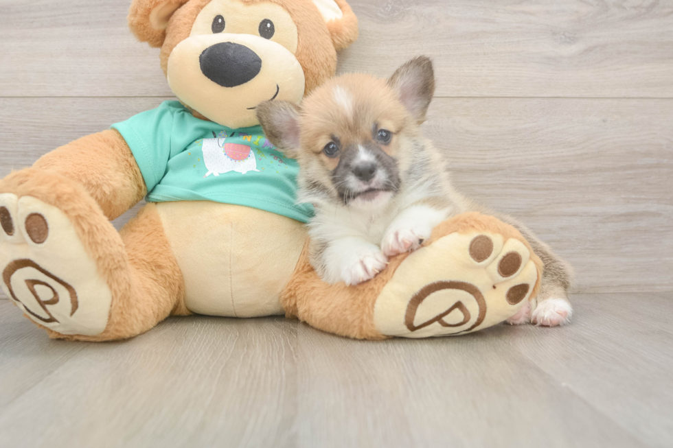 Best Pembroke Welsh Corgi Baby