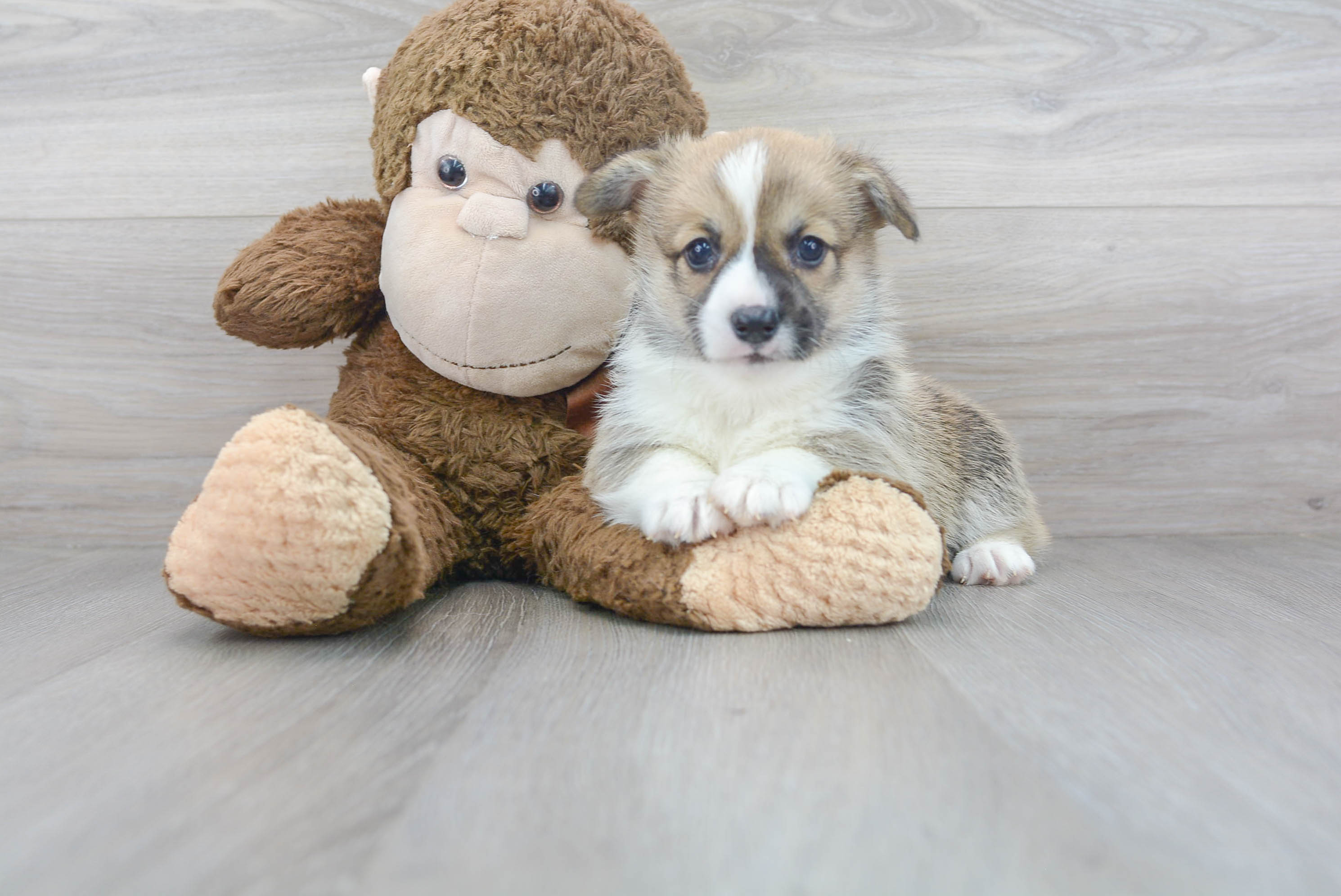 Pembroke Welsh Corgi Pup Being Cute