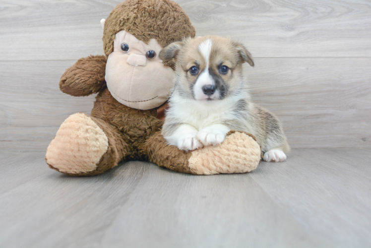 Pembroke Welsh Corgi Pup Being Cute