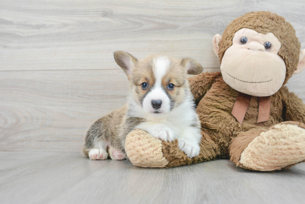 Popular Pembroke Welsh Corgi Purebred Pup