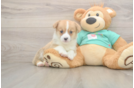 Best Pembroke Welsh Corgi Baby
