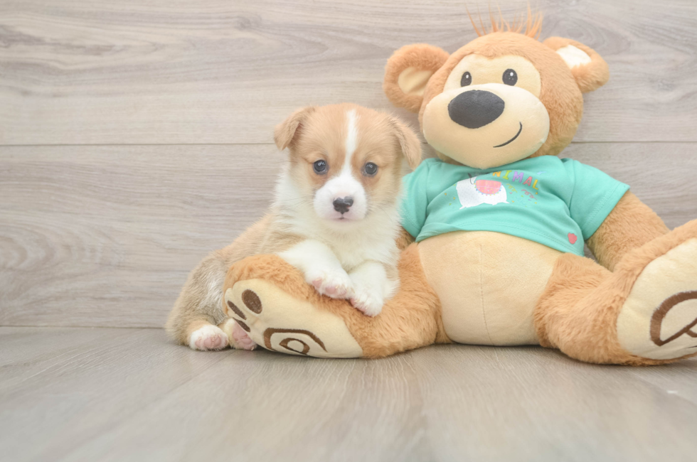 5 week old Pembroke Welsh Corgi Puppy For Sale - Puppy Love PR