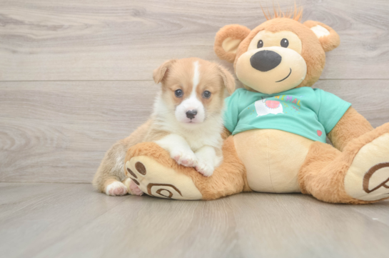 Best Pembroke Welsh Corgi Baby