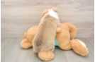 Smart Pembroke Purebred Puppy