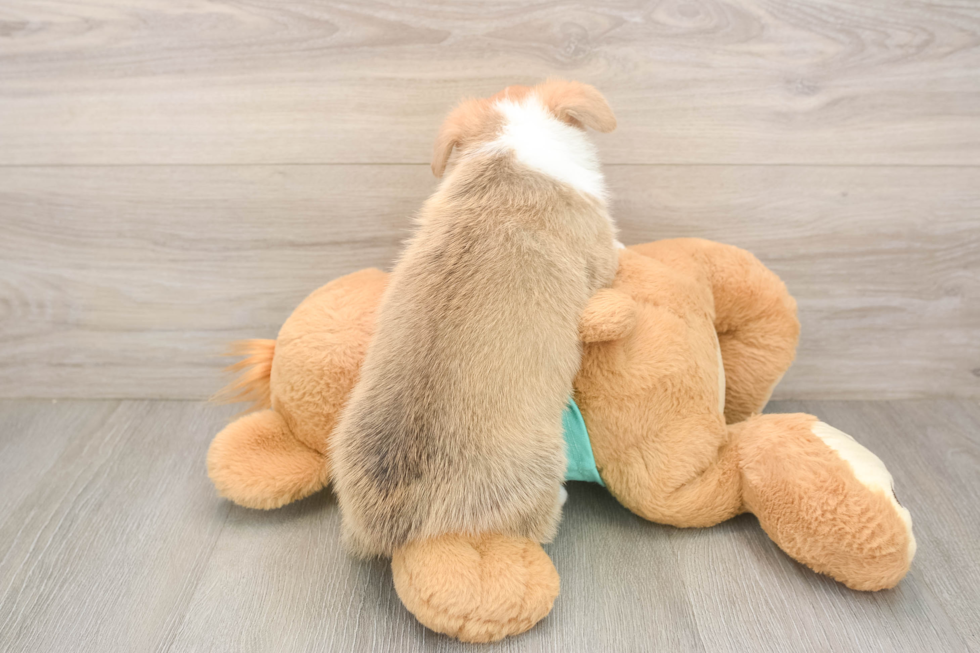 Smart Pembroke Purebred Puppy