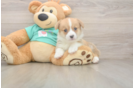 Pembroke Welsh Corgi Pup Being Cute