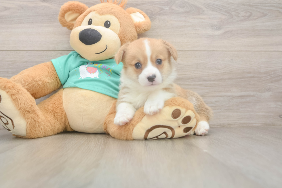 Pembroke Welsh Corgi Pup Being Cute