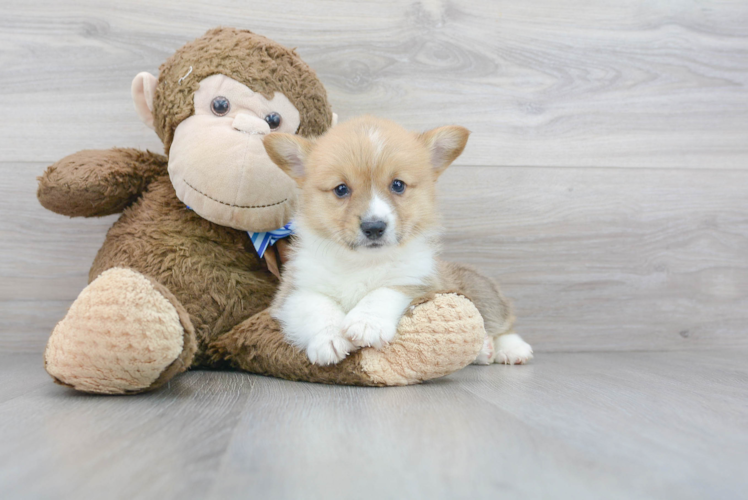 Cute Pembroke Welsh Corgi Purebred Pup