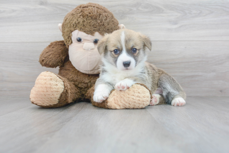 Cute Corgi Purebred Puppy