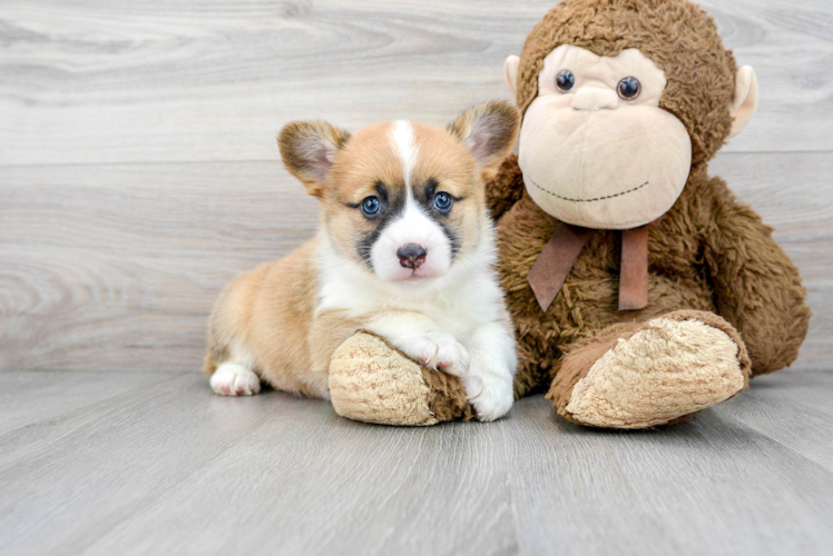 Fluffy Corgi Purebred Puppy