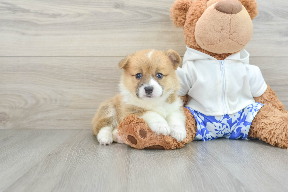 Pembroke Welsh Corgi Puppy for Adoption