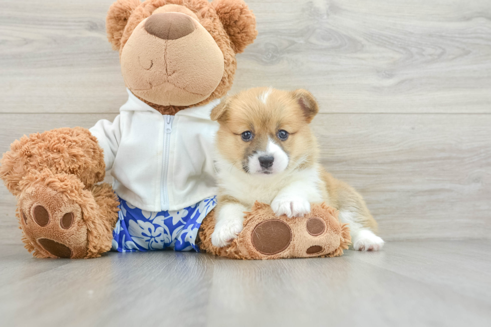 Pembroke Welsh Corgi Pup Being Cute