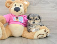 8 week old Pomachon Puppy For Sale - Puppy Love PR