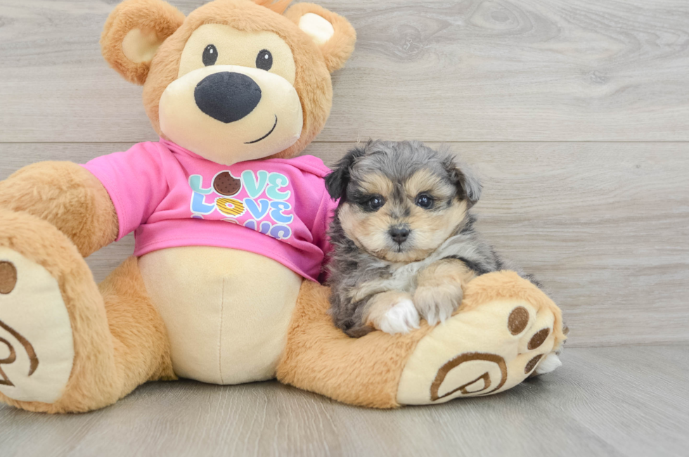 8 week old Pomachon Puppy For Sale - Puppy Love PR