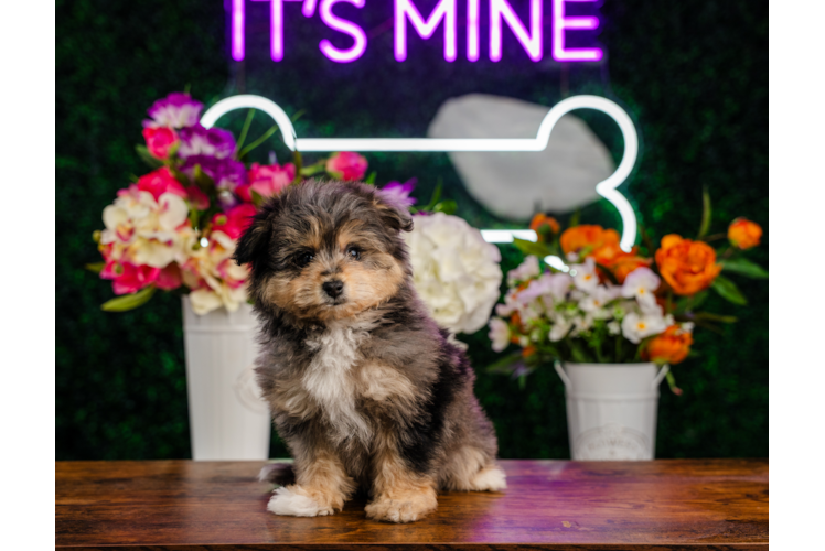 Pomachon Puppy for Adoption