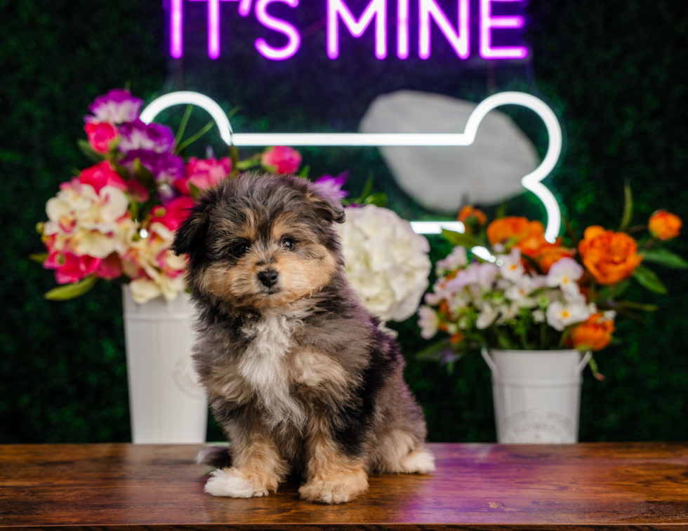 Pomachon Puppy for Adoption