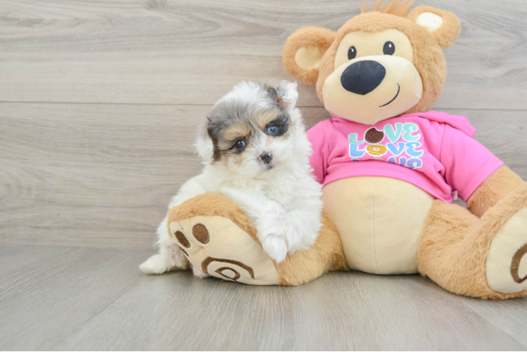 Meet Amy - our Pomachon Puppy Photo 1/3 - Puppy Love PR Pomachon Pup Being Cute