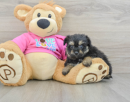 8 week old Pomachon Puppy For Sale - Puppy Love PR