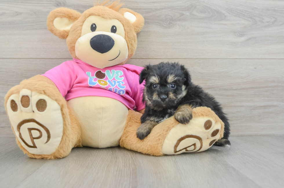 8 week old Pomachon Puppy For Sale - Puppy Love PR