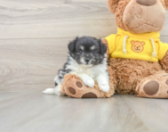 6 week old Pomachon Puppy For Sale - Puppy Love PR