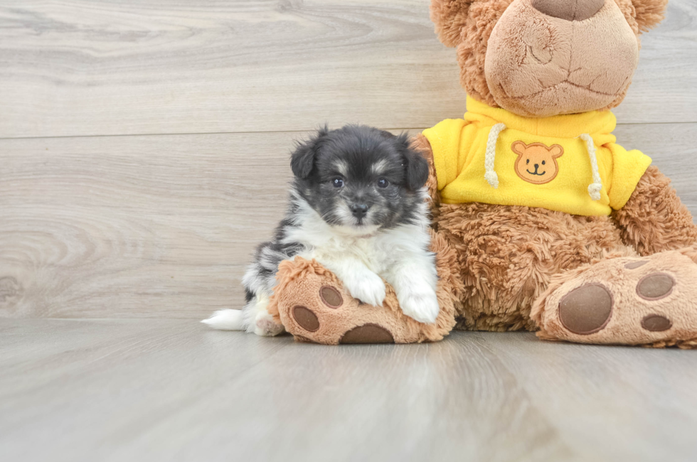 6 week old Pomachon Puppy For Sale - Puppy Love PR