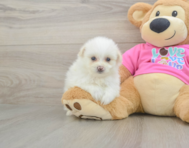 5 week old Pomachon Puppy For Sale - Puppy Love PR