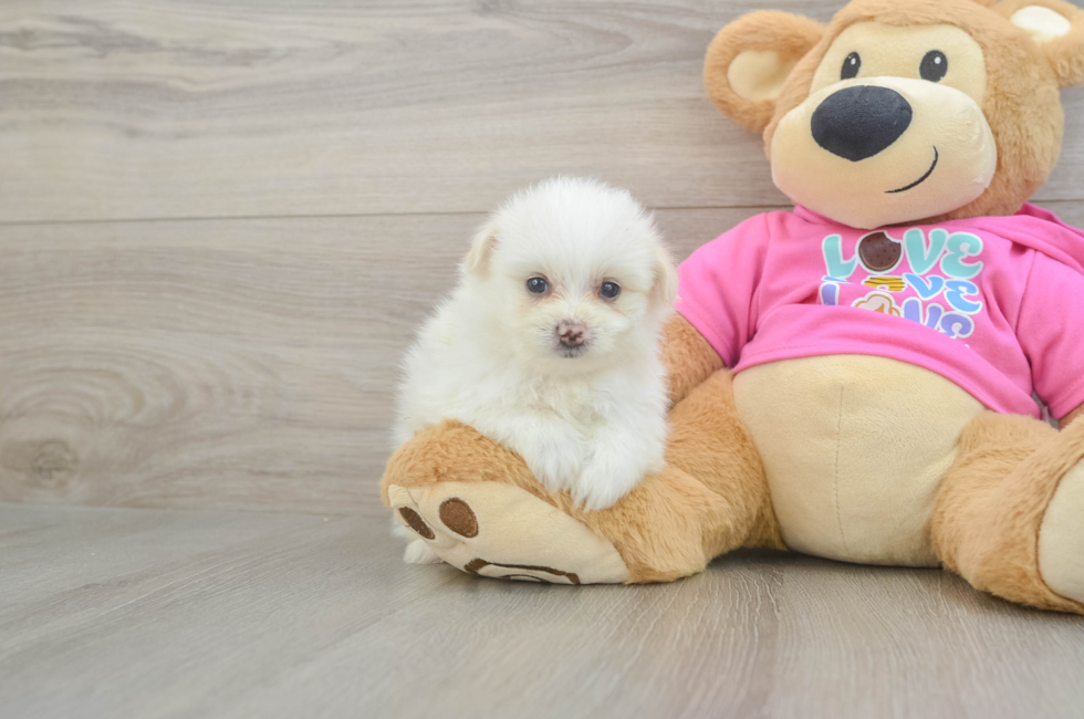 6 week old Pomachon Puppy For Sale - Puppy Love PR