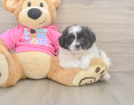 6 week old Pomachon Puppy For Sale - Puppy Love PR